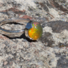 ring-mexican-natural-fire-opal- 6 - 4 IGNIS VI
